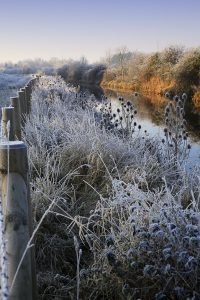 Dyke with frost - teasels alongside river
