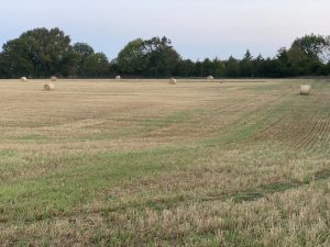 Bales in a field near Betty's wood